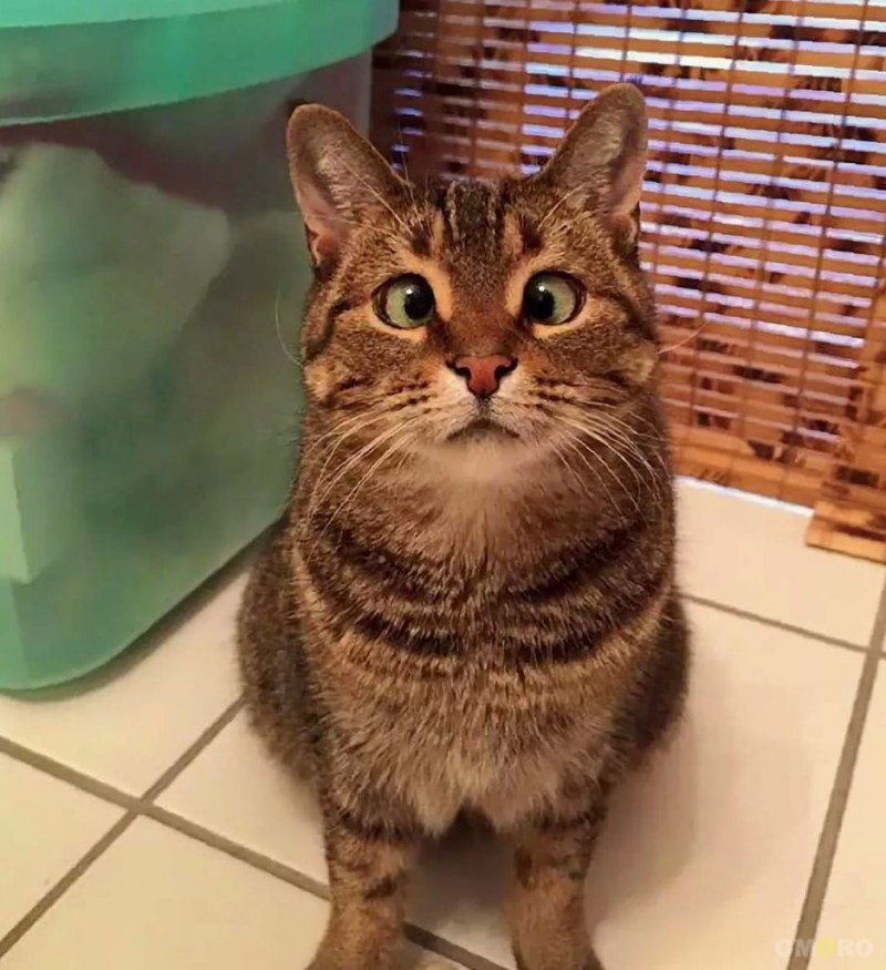 Кот прикол