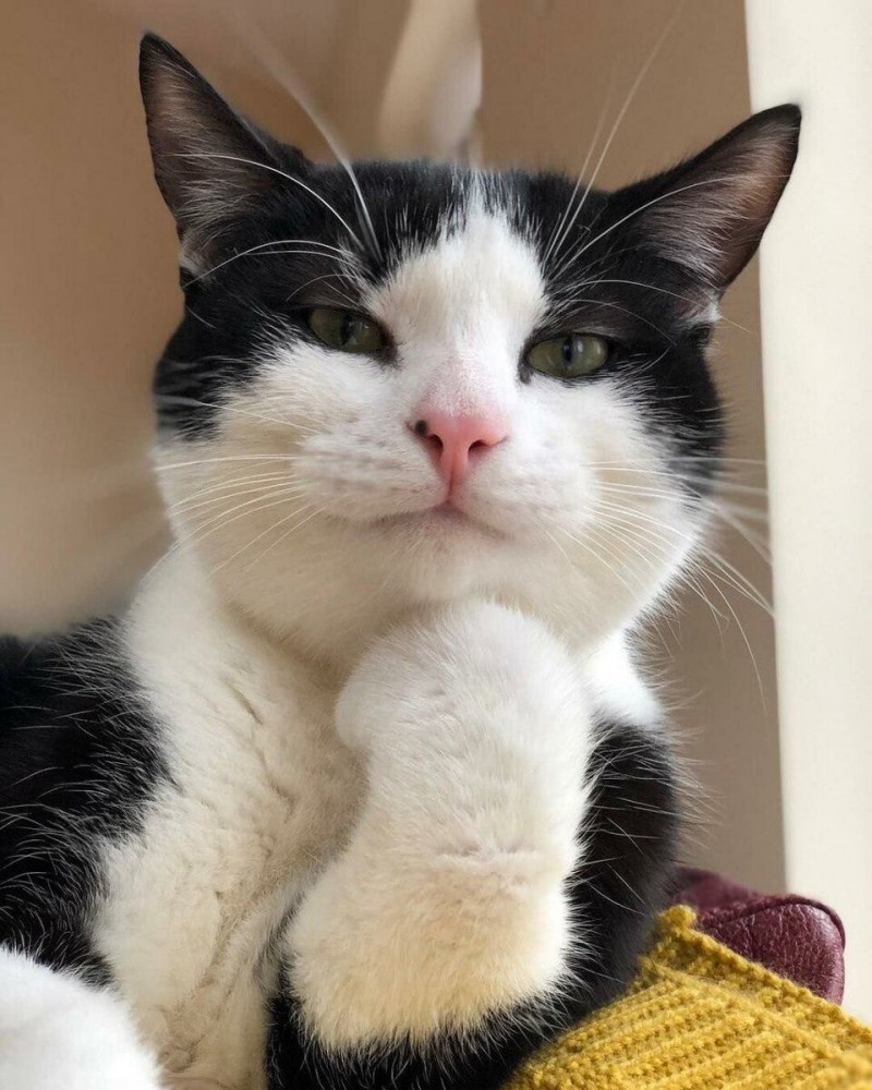 Чудные коты