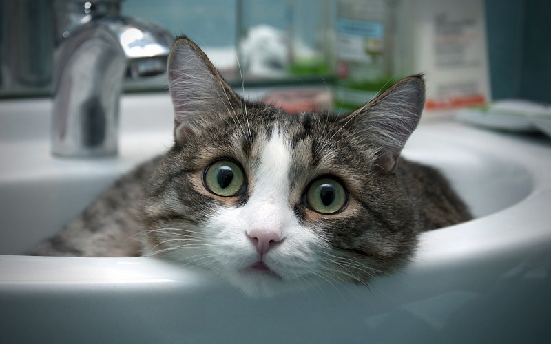 Смешной кот