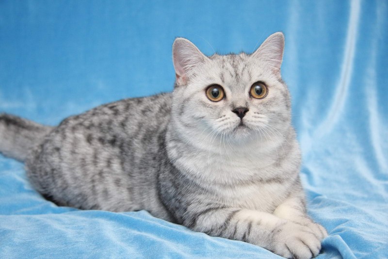 Кот шотландец прямоухий
