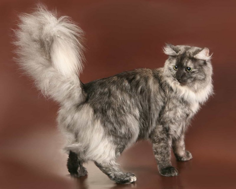 Сомалийская кошка черная