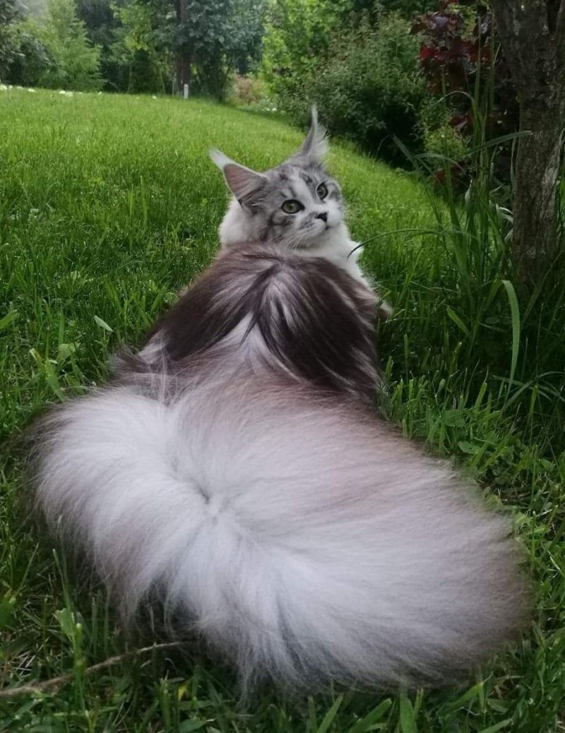 Мейн кун кошка хвост