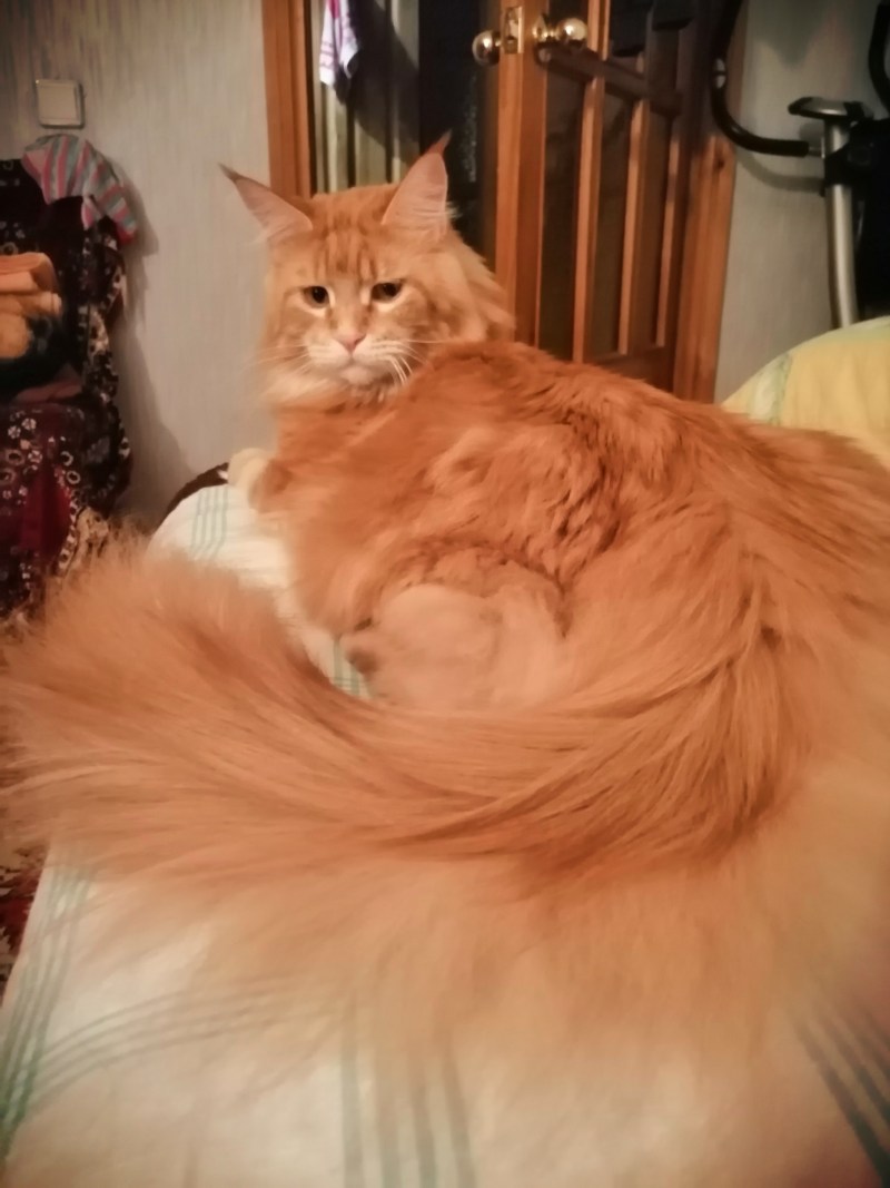 Норвежская Лесная кошка хвост