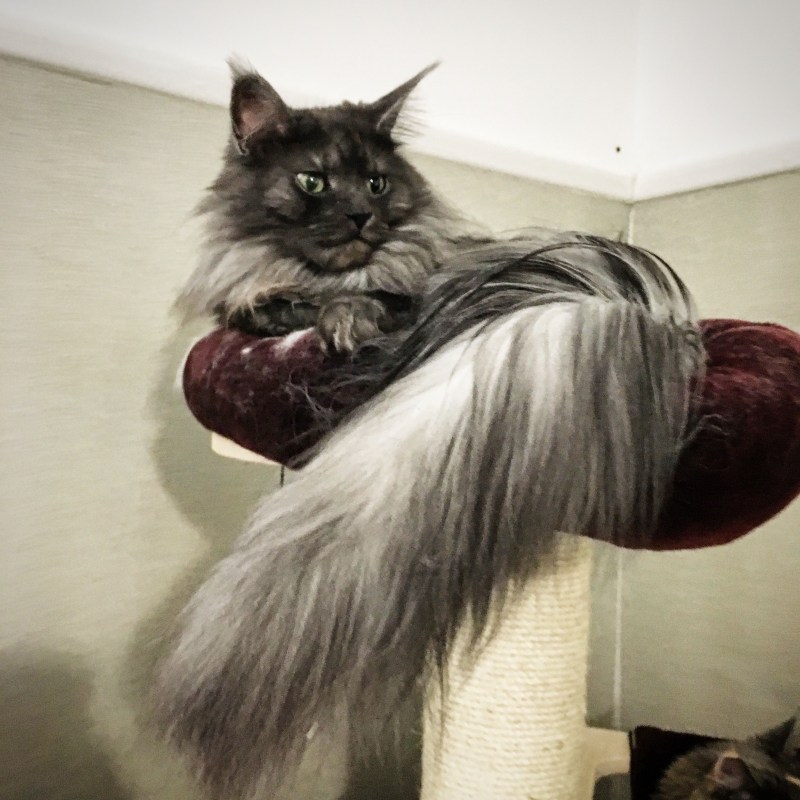 Кот с пышным хвостом