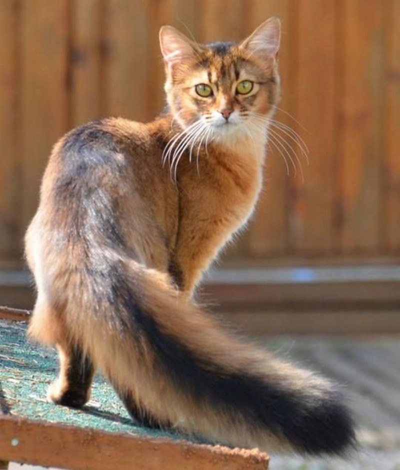 Кошка с распущенным хвостом