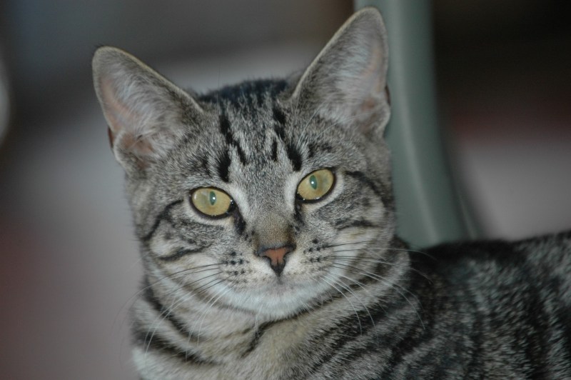 Порода кошек серая в полоску - картинки и фото koshka.top