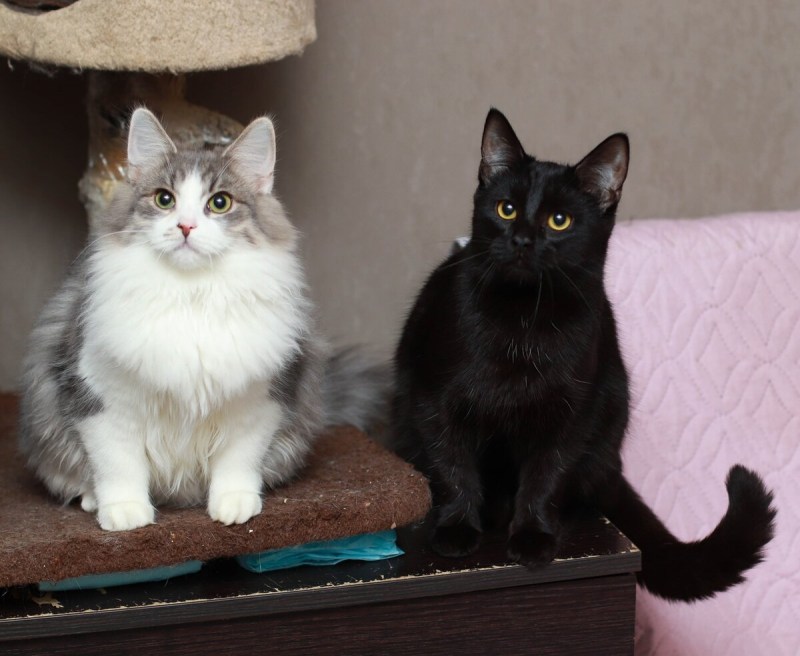 Клепа кошка