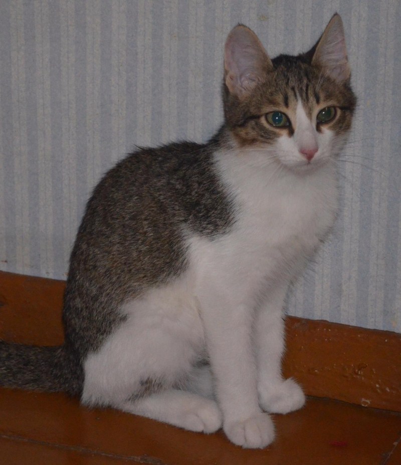 У моей кошки дворяне
