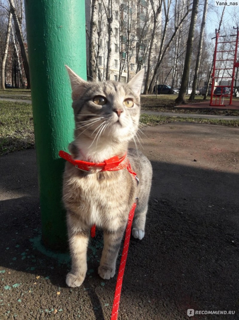 Кошки породы дворянин