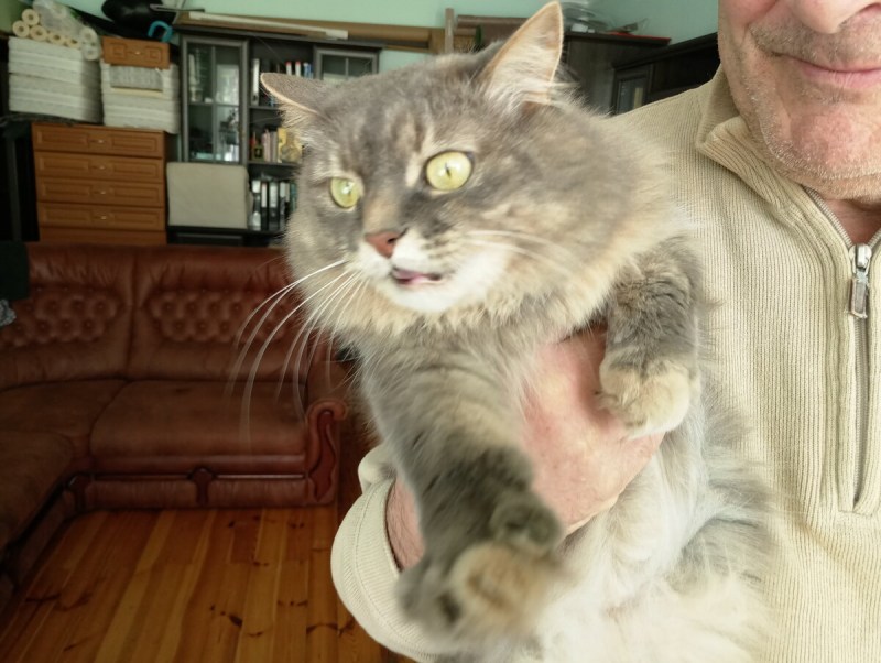 Котята дворянской породы