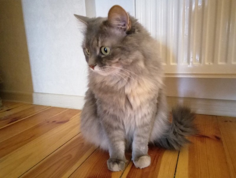 Дворянин кошка