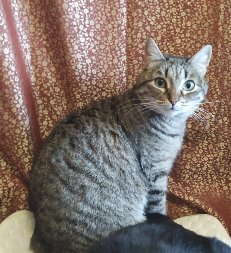 Котики ждут вас