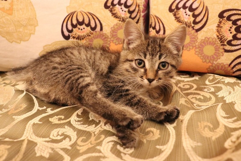 Кошка крысоловка серая полосатая