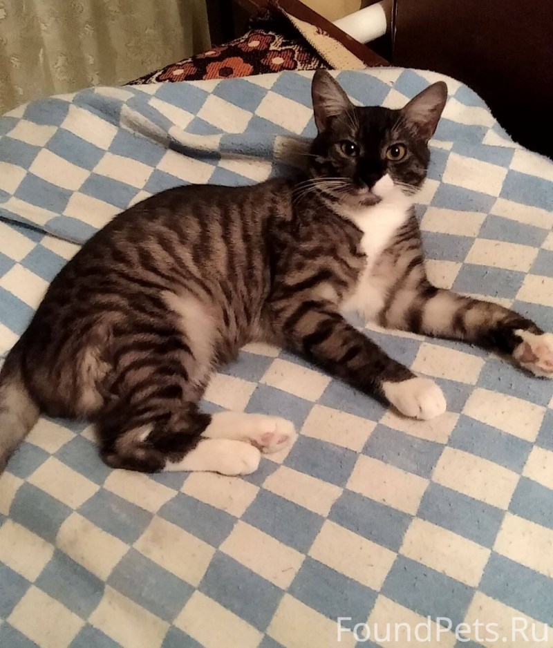 Кошка Маняха мой дом