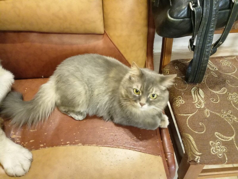 Нежные окрасы кошек