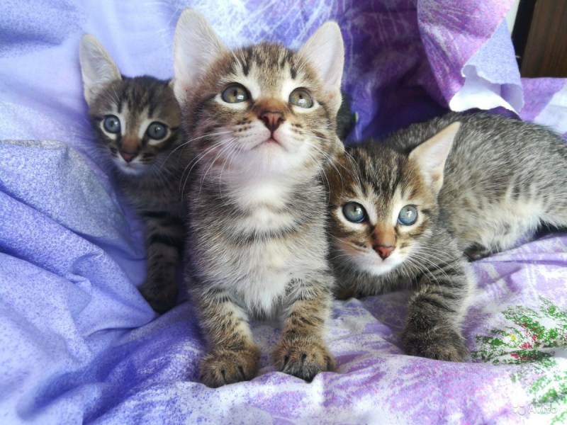 Красивые кошки
