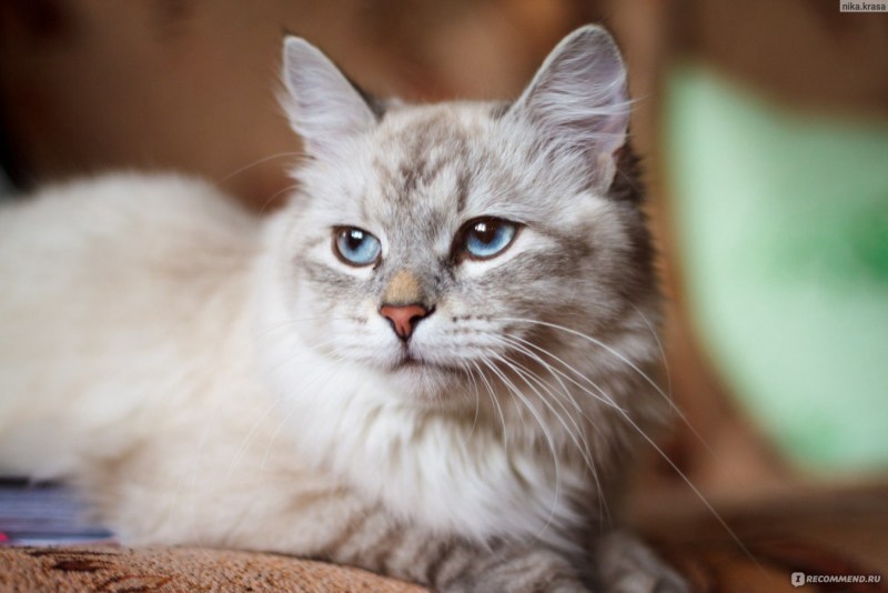 Кошечка крошечка