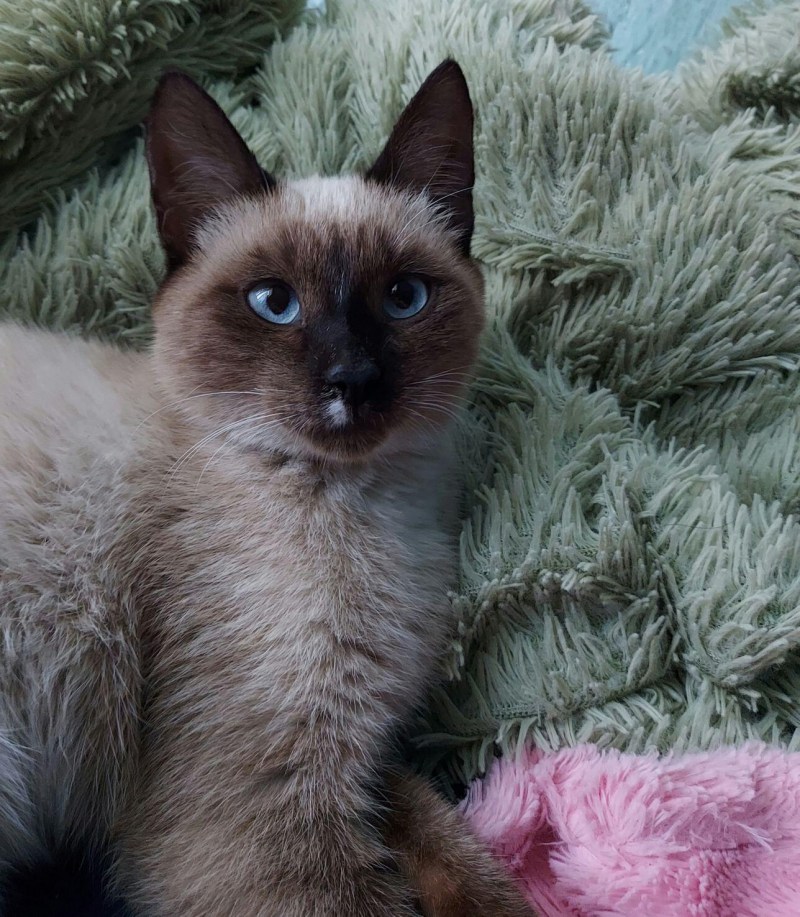 Кошка дворянка