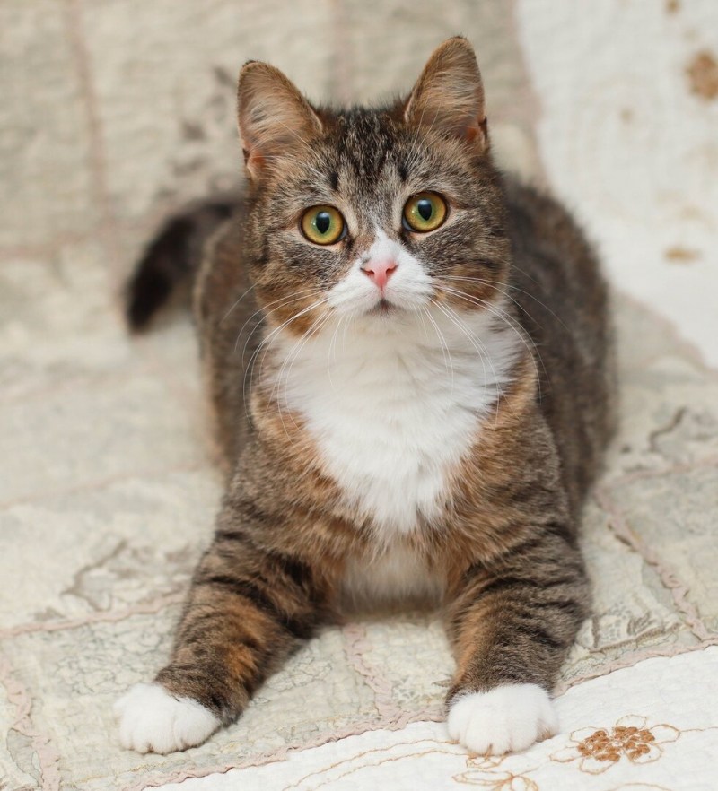 Дворянский кот