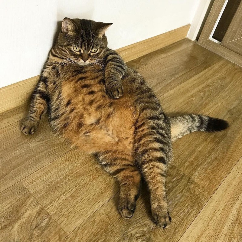 Толстые полосатые коты