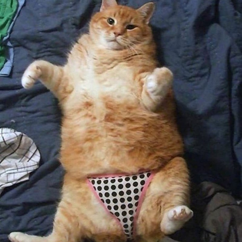 Котик толстый животик
