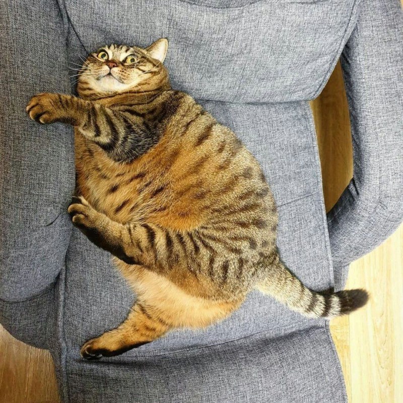 Толстый полосатый кот