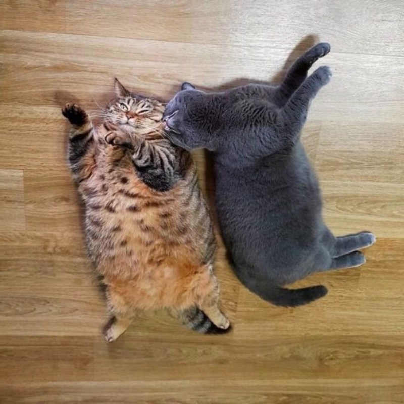 Кот Кусь