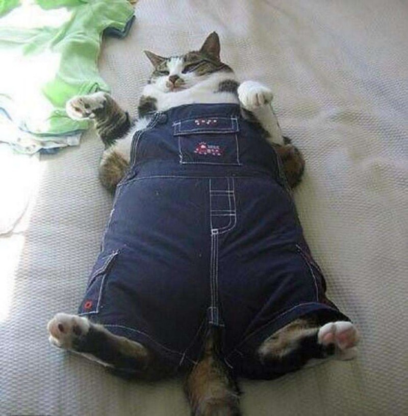 Жирные коты в костюмах