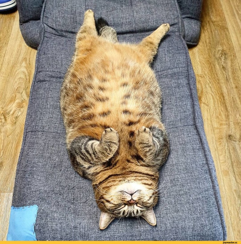 Спящий толстый кот