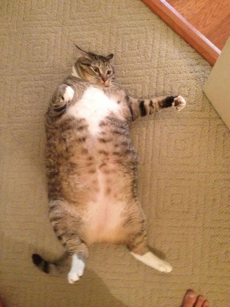 Кот объелся