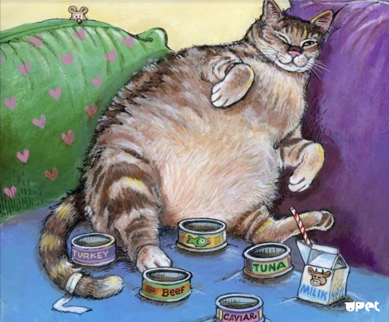 Котик объелся