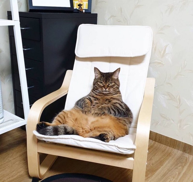 Ленивый кот