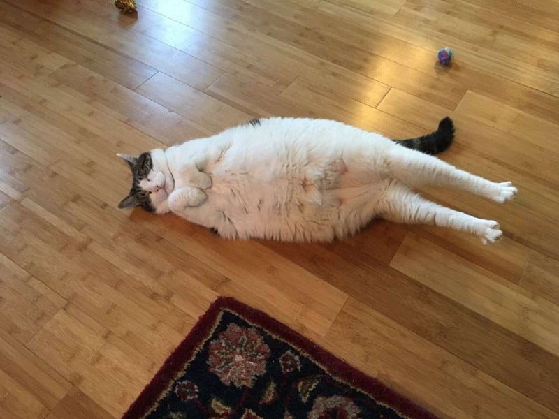 Кот разлегся