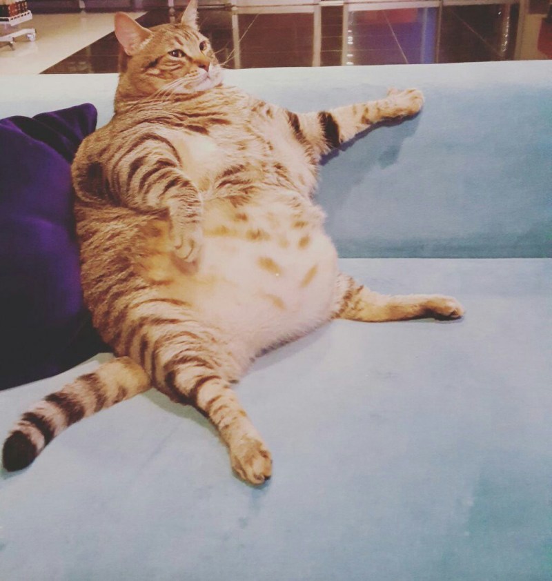 Смешной толстый кот