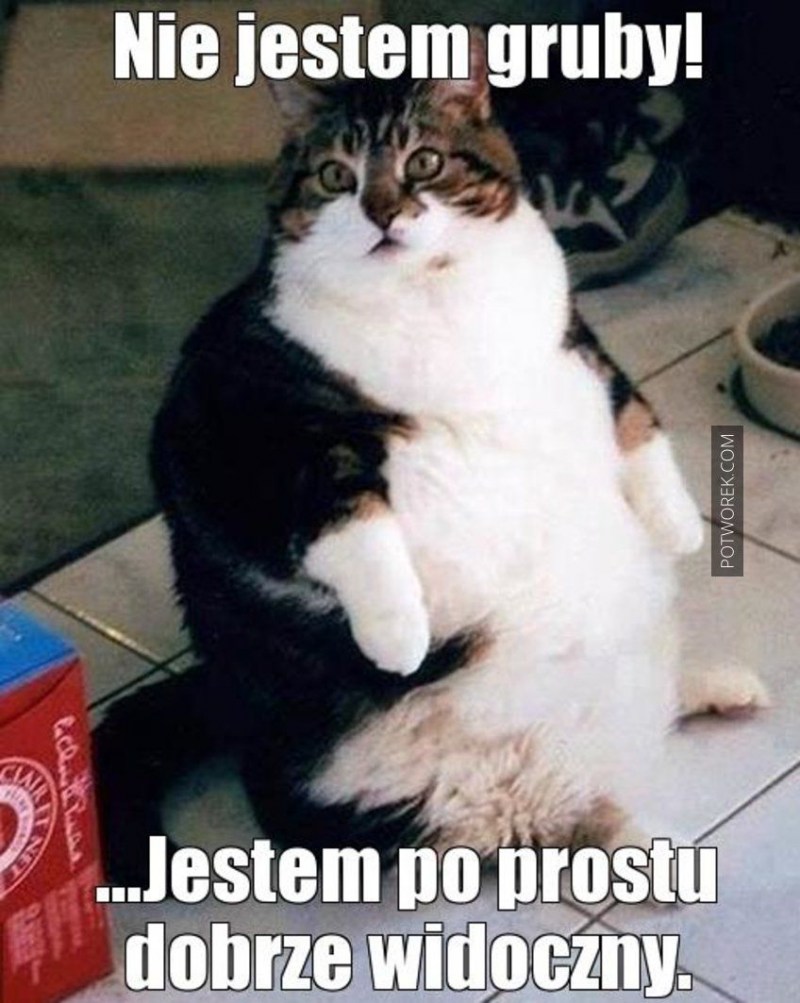 Смешной жирный кот