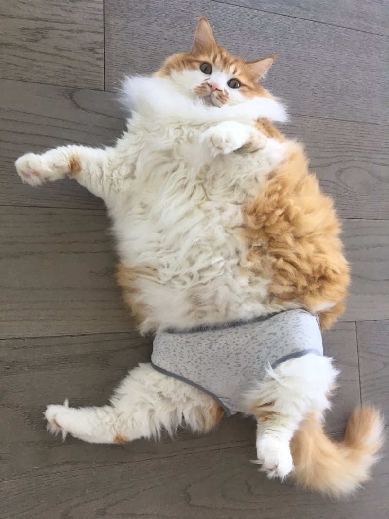 Коты в труселях