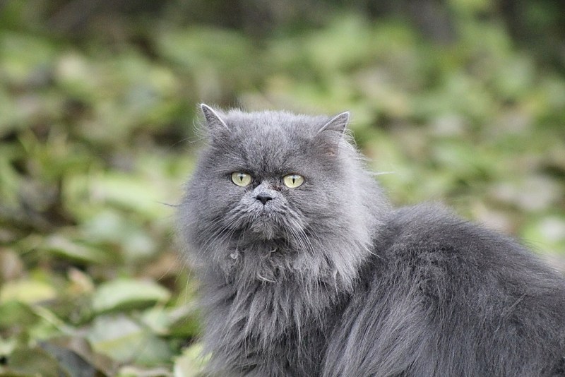 Персидская длинношерстная шиншилла