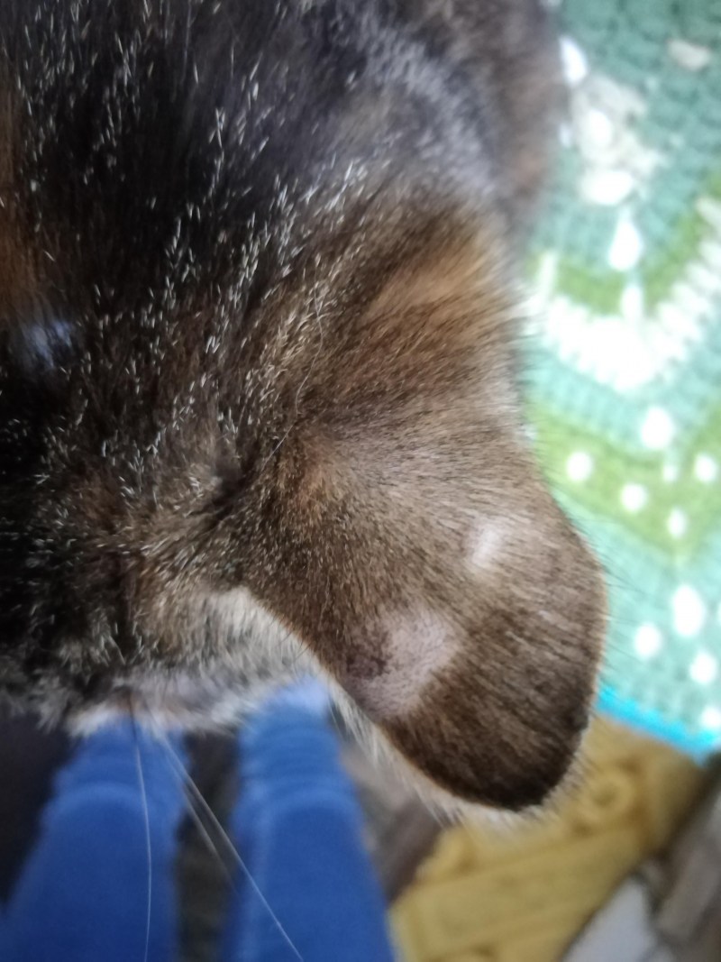 Шерсть кота