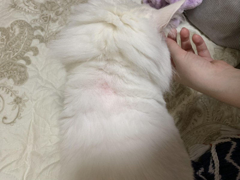У котенка лысеет живот