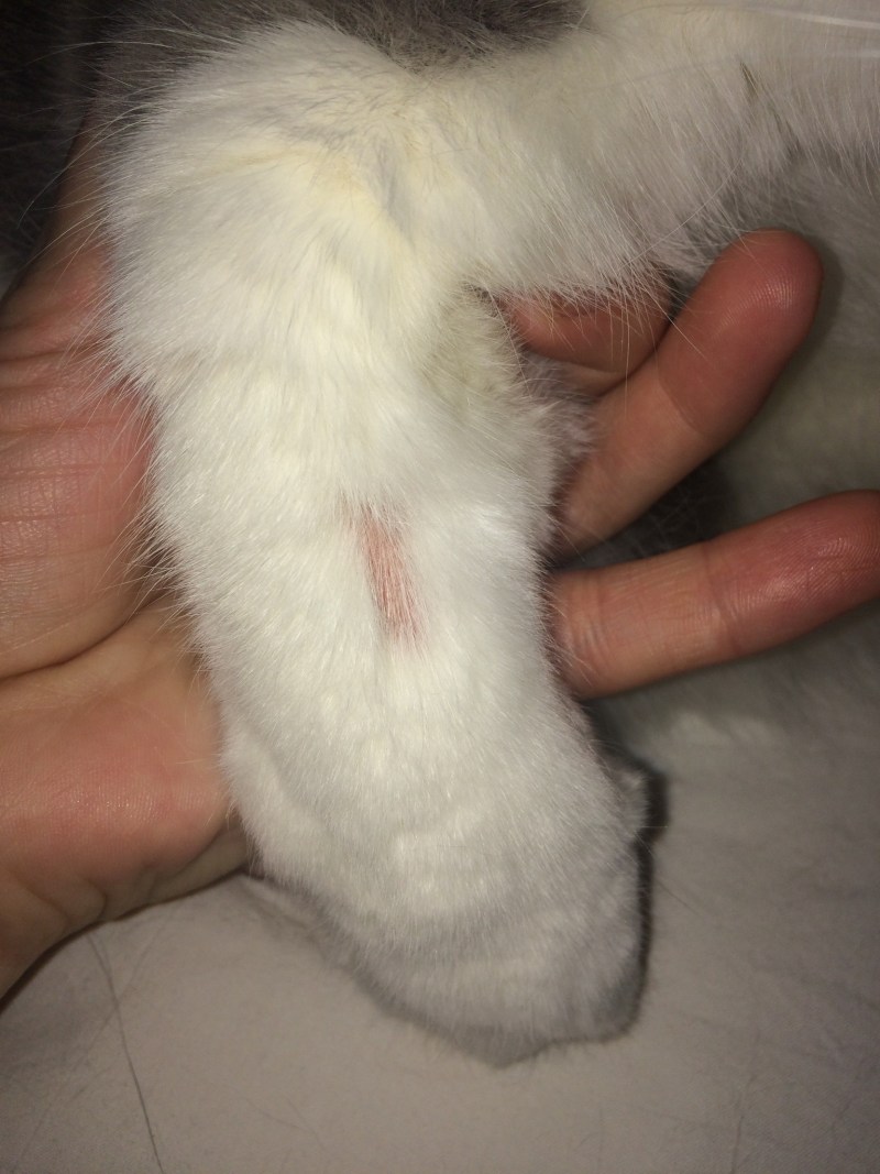 Проплешины у кота на голове