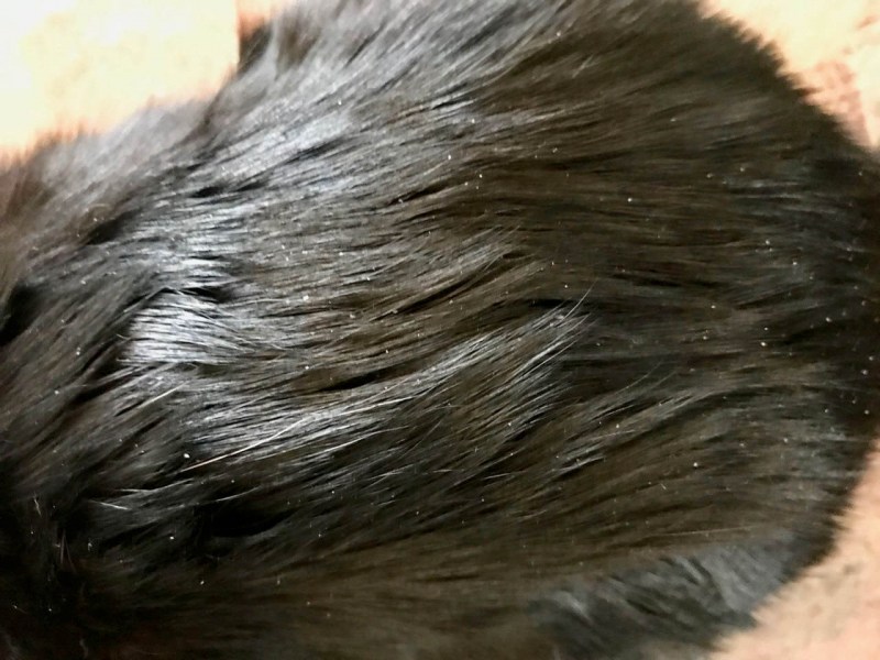 Лишай на животе у котенка