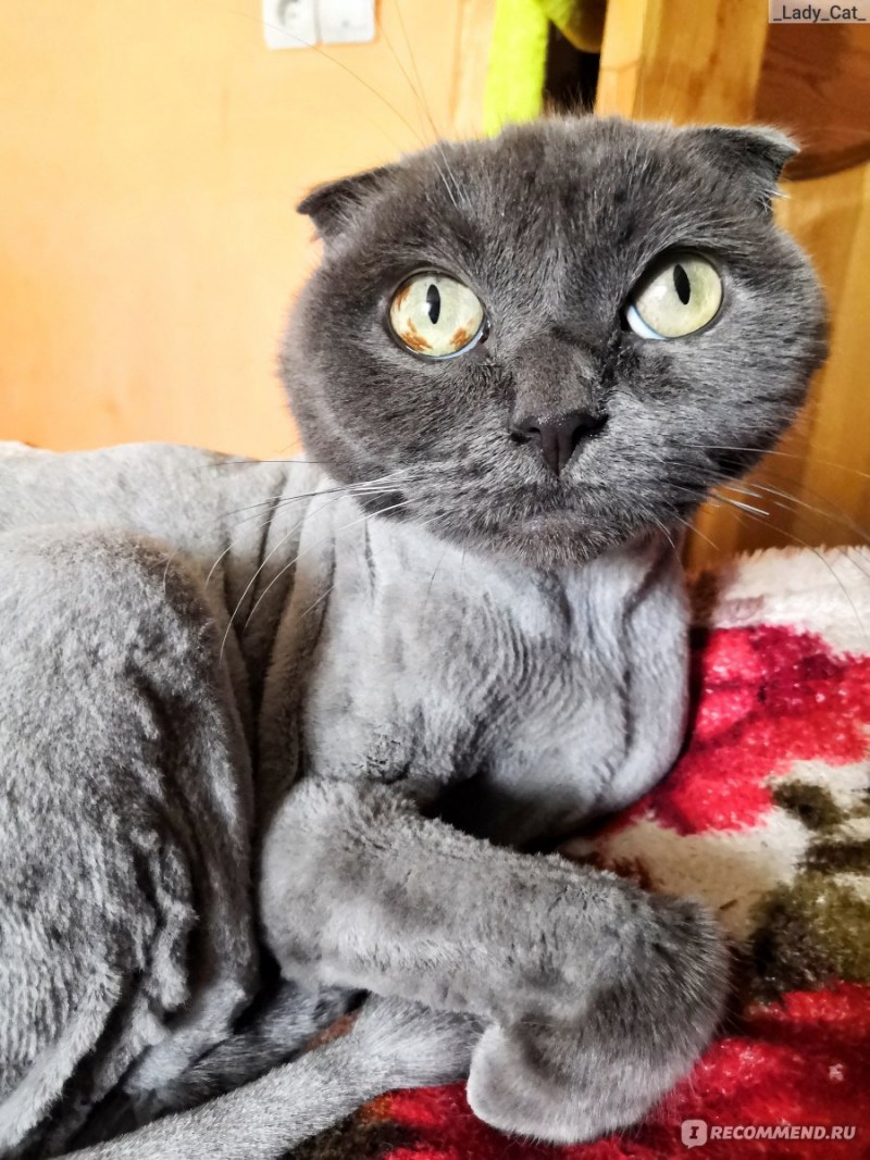 Стрижка скоттиш фолд