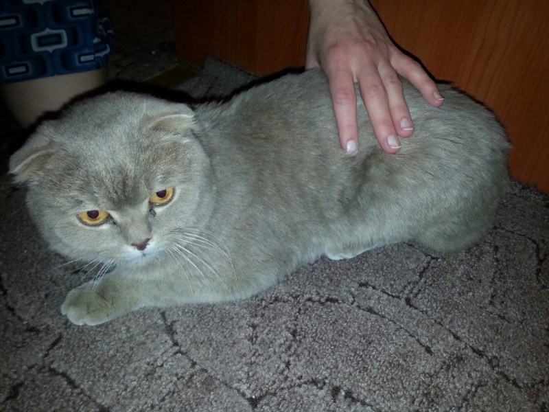 Коты Шотландские вислоухие даром