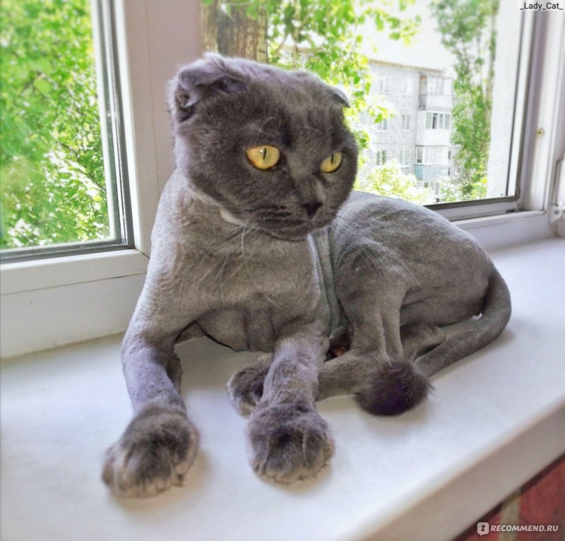 Груминг кошек Шотландская вислоухая