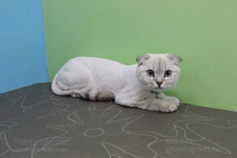 Стрижка скоттиш фолд