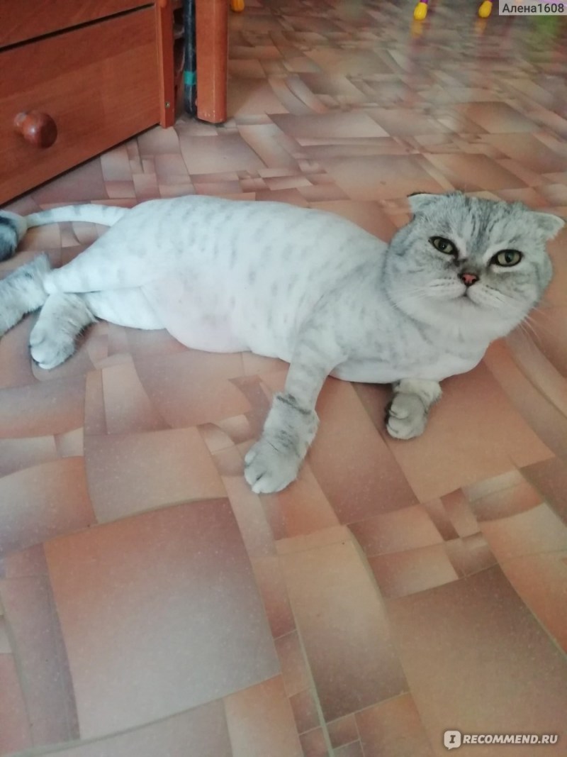 Стриженный скоттиш фолд
