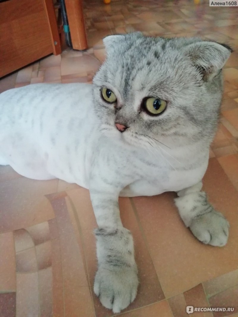 Стрижка кошек шотландских вислоухих