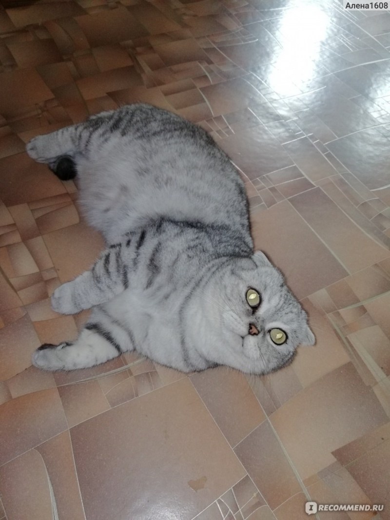 Стрижка кота шотландского вислоухого