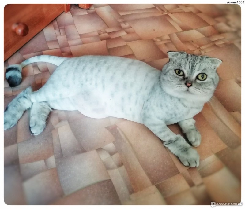Стриженный шотландец