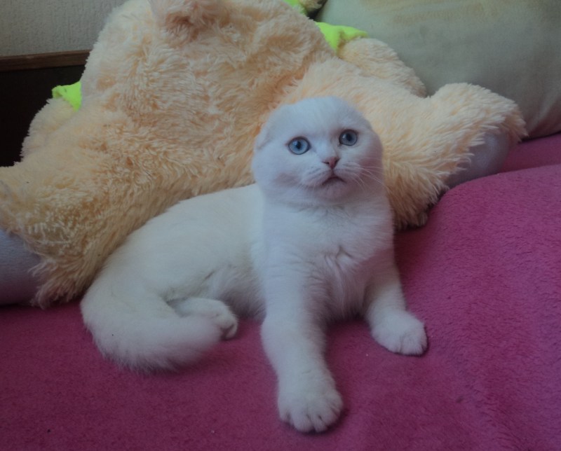 Стрижка кошек шотландских вислоухих